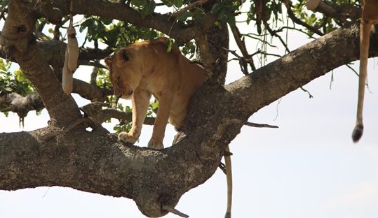 tree lion masai mara