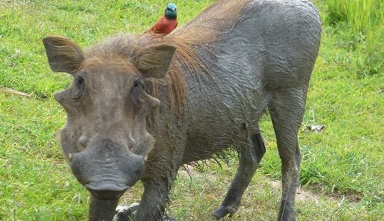 warthog murchison falls park