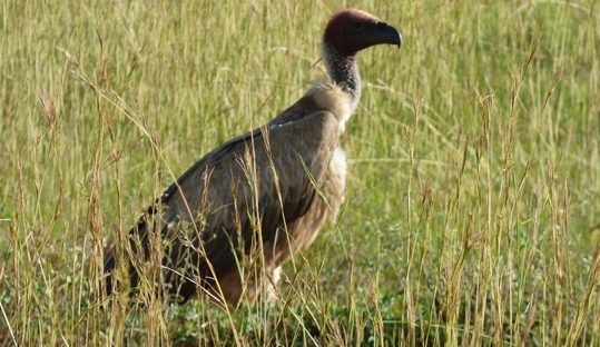 white-backed vulture in murchison falls park