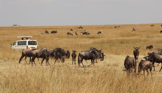 wildebeests in masai mara