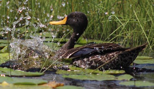 yellow-billed duck