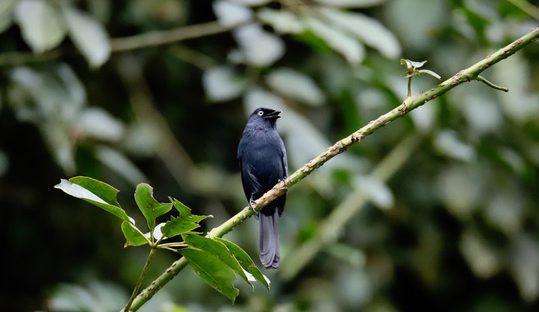 yellow-eyed black flycatcher