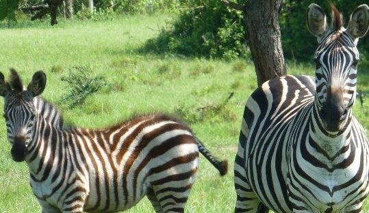 zebras in lake mburo