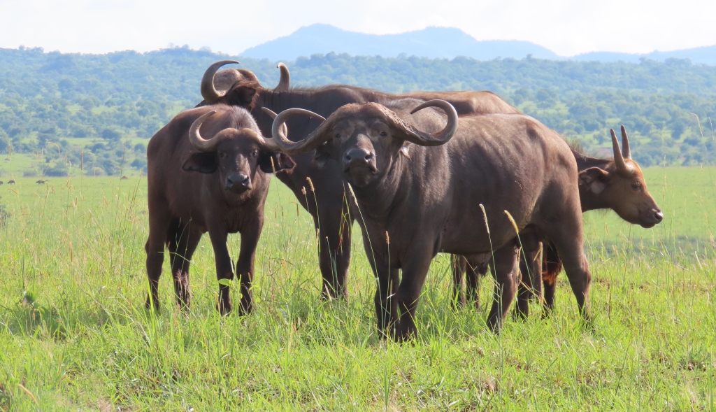 buffaloes in kidepo national park