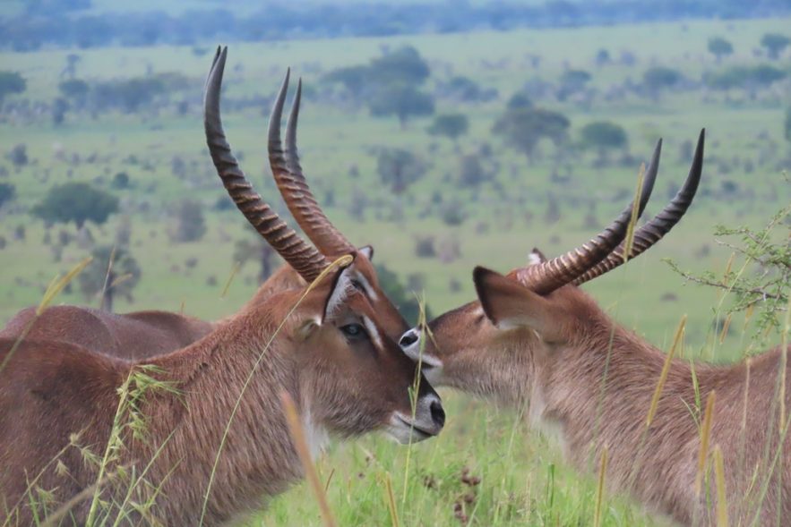 waterbucks in kidepo national park